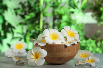 Bowl with beautiful plumeria flowers on grey table outdoors