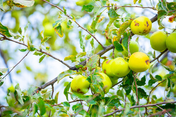 Harvest of apples on a plantation in the garden. Fruit trees with apples. Ripe fruits on the branches of a tree. Gardening in agriculture.