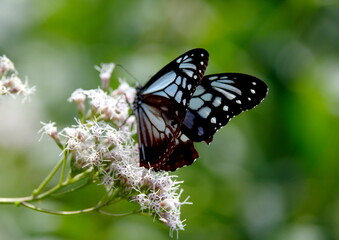 旅する蝶アサギマダラにフジバカマ