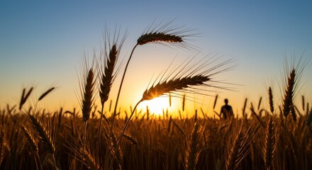 Wheat field silhouetted against sunset sky featuring ears of grain and a distant figure