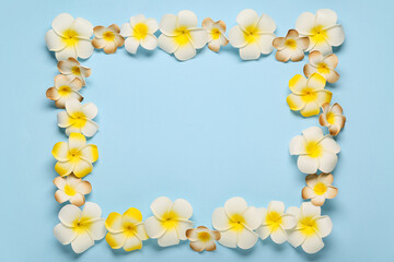 Frame made of beautiful plumeria flowers on blue background