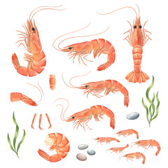 Set of shrimp characters. Watercolour illustration design.