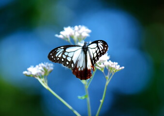 旅する蝶アサギマダラにフジバカマ