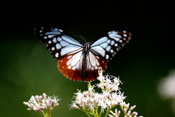 旅する蝶アサギマダラにフジバカマ