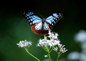 旅する蝶アサギマダラにフジバカマ