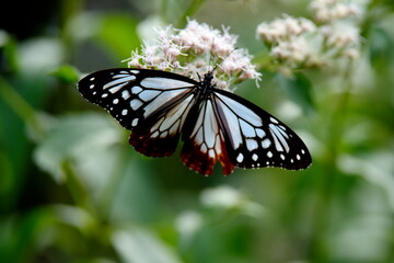 旅する蝶アサギマダラにフジバカマ