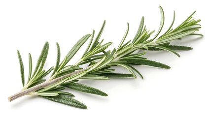 Fototapeta premium A whisper of rosemary cut-out isolated on white background With shadow. AI GENERATED.