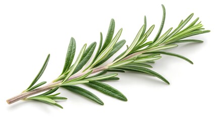 Fototapeta premium A whisper of rosemary cut-out isolated on white background With shadow. AI GENERATED.