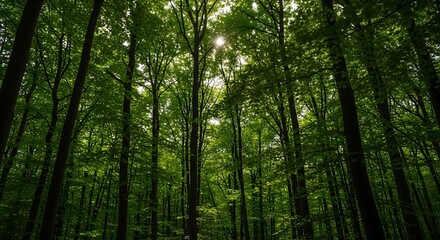 Naklejka premium Lush Green Forest Canopy with Sunlight Filtering Through the Trees.