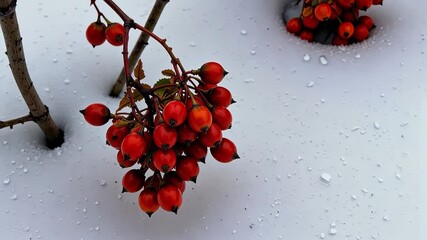 Clusters of Vibrant Red Winter Berries Against a Pristine White Snow Backdrop on Bare Branches Creating a Striking Natural Contrast - Powered by Adobe