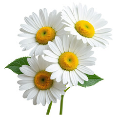 Naklejka premium Bright white daisies with yellow centers arranged beautifully
