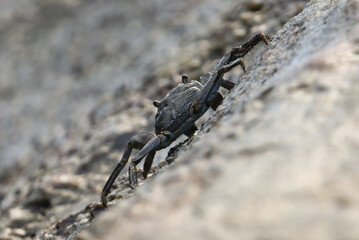 A crab is walking on a rock