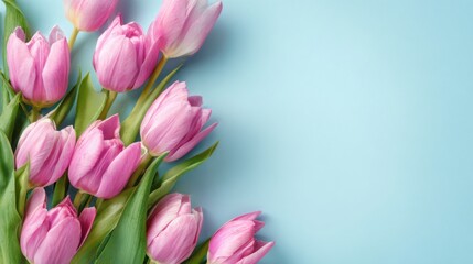 Naklejka premium A collection of fresh pink tulips with green leaves is displayed on a pale blue background. The vibrant flowers embody the essence of spring and new beginnings.