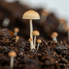 Detailed Photorealistic Mycorrhizal Fungi in Soil on White Background. 8k detail.