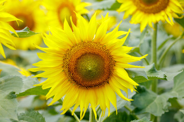Fototapeta premium A yellow sunflower with a brown center