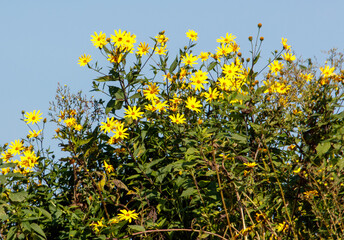 A bunch of yellow flowers are growing on a bush