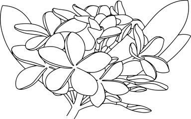 Obraz premium Elegant frangipani flower drawing with delicate petals for botanical design and tropical themes