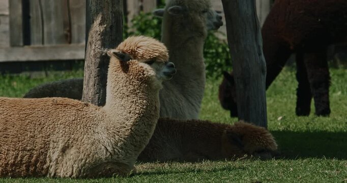 crow raven bird flying in slow motion near two lazy Alpacas relaxing in summer grass. Lama pacos is a species of South American camelid mammal. Traditionally, alpacas were kept in herds that grazed on