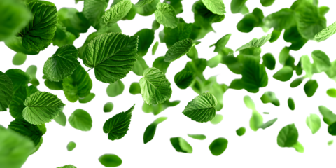 Flying realistic green leaves dancing flow isolate 3d render png