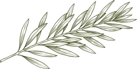 Hand drawn olive branch botanical illustration with leaves, vintage engraving style, herbal plant sketch, organic nature design element for food, health, eco themes