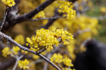 Close-up of yellow Shan zhu yu flowers blooming in early spring.