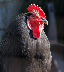 A black chicken with a red beak