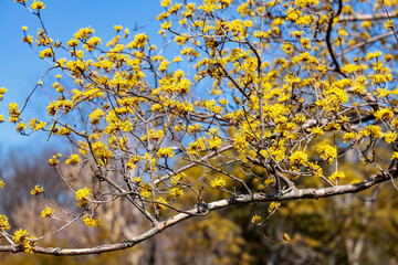Yellow shan zhu yu flowers blooming against the blue sky in early spring.