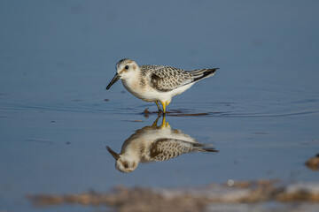 Little Stint (Calidris minuta) feeding at salt lake in soft morning light with reflection in water
