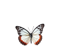 Butterfly with open wings, white and red accents, isolated on black background