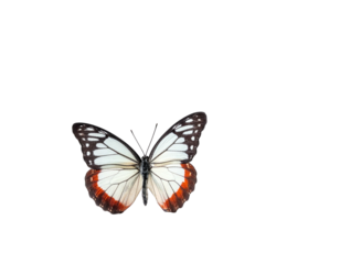 Butterfly with open wings, white and red accents, isolated on black background