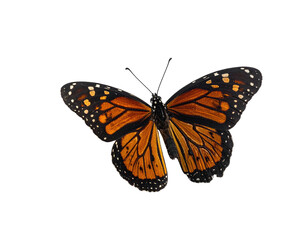Fototapeta premium Monarch butterfly with orange, black, and white markings, isolated on black