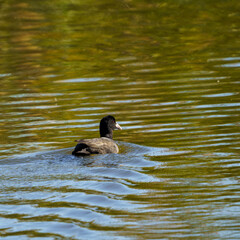 coot on the water