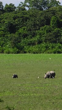 Rhino and Calf both seen grazing in the wetland of Kaziranga National Park Assam India - Vertical Video