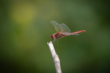 red dragonfly on a twig
