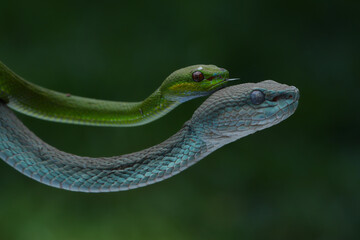 A striking photo of two pit vipers: one vibrant green with red eyes coiled on a branch, and one...