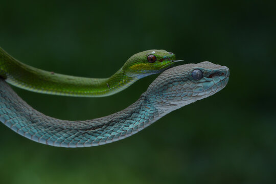 A striking photo of two pit vipers: one vibrant green with red eyes coiled on a branch, and one turquoise-blue with pale eyes stretching below, 01 October 2025 Indonesia