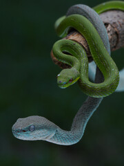 A striking photo of two pit vipers: one vibrant green with red eyes coiled on a branch, and one turquoise-blue with pale eyes stretching below, 01 October 2025 Indonesia