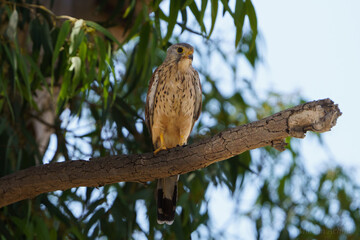 Kestrel on a branch