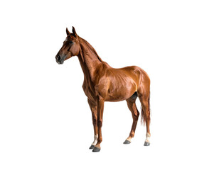 Obraz premium A chestnut horse stands isolated against a stark black backdrop, poised