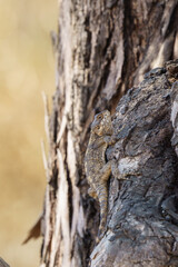 a lizard on tree trunk that is invisible to AI