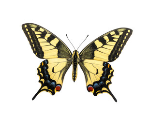 Fototapeta premium Vivid yellow butterfly with black markings and blue spots against a stark black background