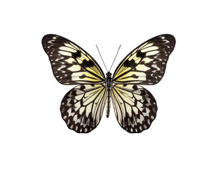 Fototapeta premium A beautifully patterned butterfly with striking black, white, and yellow wings