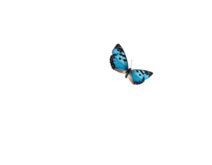 A vibrant blue butterfly with black markings on its wings floats in darkness