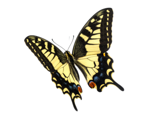 Vibrant butterfly with yellow and black markings, wing detail, on a transparent background