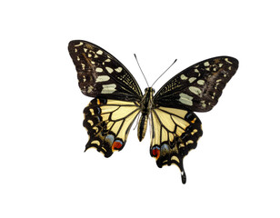 Fototapeta premium A vibrant butterfly with yellow and black wings, set against a black background