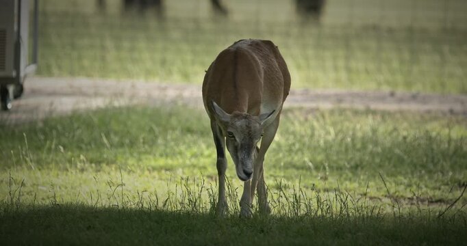 Close-up shot of mouflon Ovis gmelini