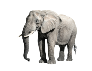 Large, gray elephant standing, with long tusks, against a stark black background