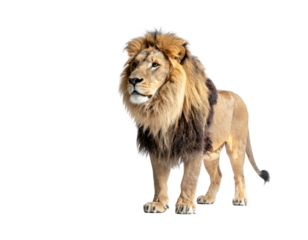 Majestic male feline stands strong, its mane and coat displaying rich colors against black
