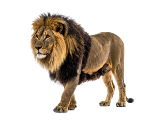 A majestic male lion with a magnificent mane strides forward, alert and powerful