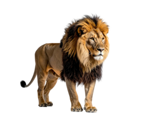 Majestic lion stands proudly, rich golden fur and mane against a dark background